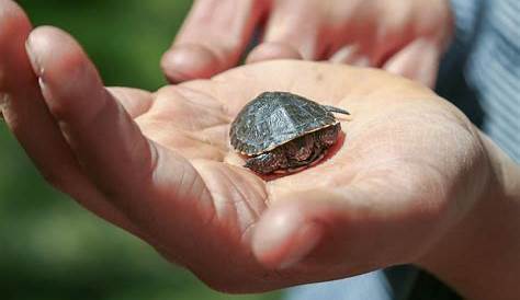 Petite Tortue Deau Prix Les s De Kunming I Portfolio De Nicholas Ferrero