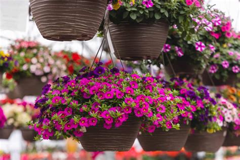 Petitti Hanging Baskets