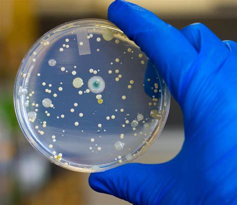 Petri Dish For Bacteria