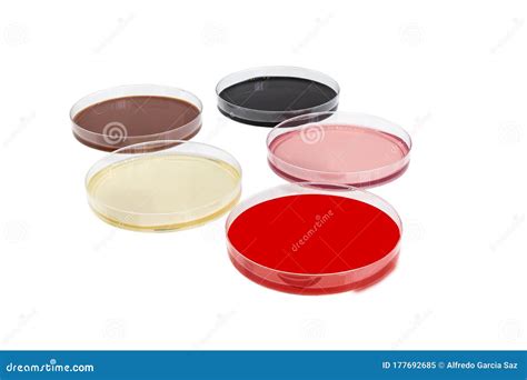 petri dish medium