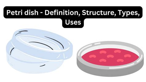 Petri Dish Small Definition