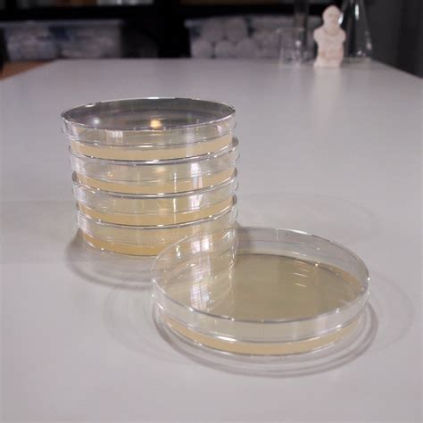 petri dish with agar for sale