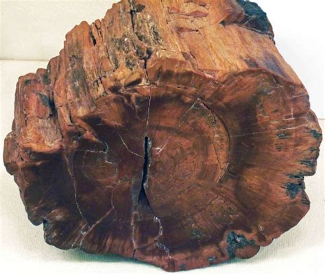 Petrified Wood Meanings and Crystal Properties The Crystal Council