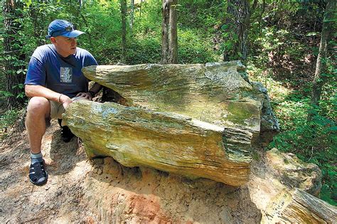 petrified forest mississippi