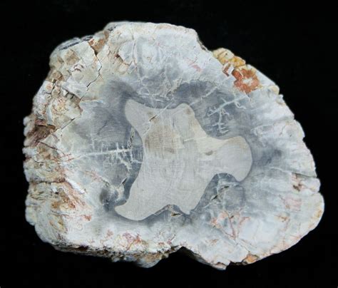 petrified fossils pictures and facts