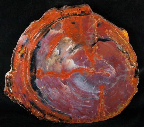 petrified wood for sale online