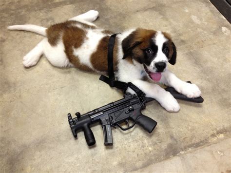 Pets and Gun Safety