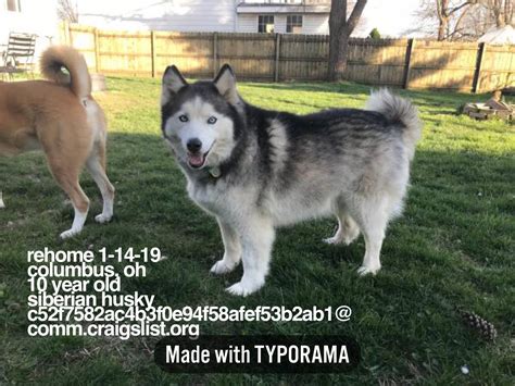 pets craigslist columbus