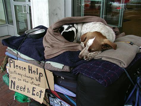 pets for the homeless