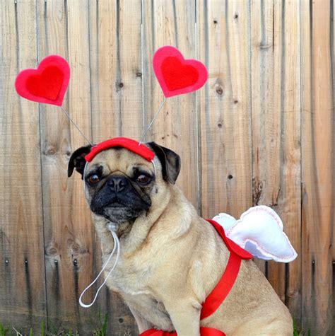 pets in valentine day costumes