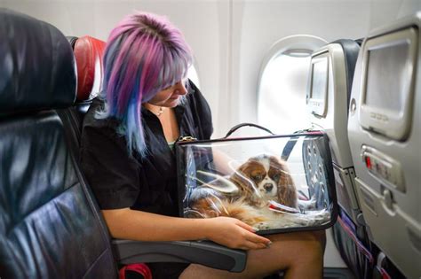 Putting a pet on a plane? Here's what you need to know Chicago Tribune