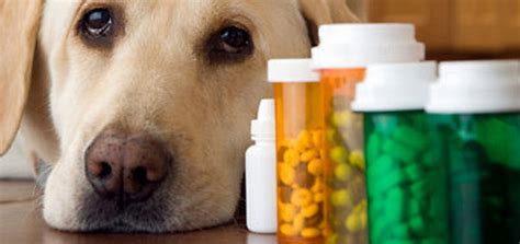 pets receiving supplements