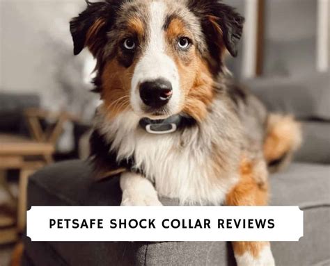Petsafe Reviews