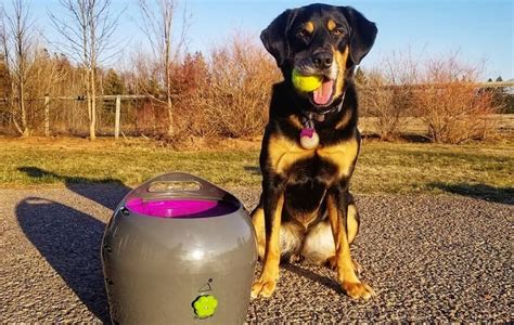 Petsmart Automatic Ball Launcher
