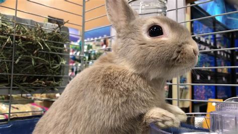 Petsmart Bunny