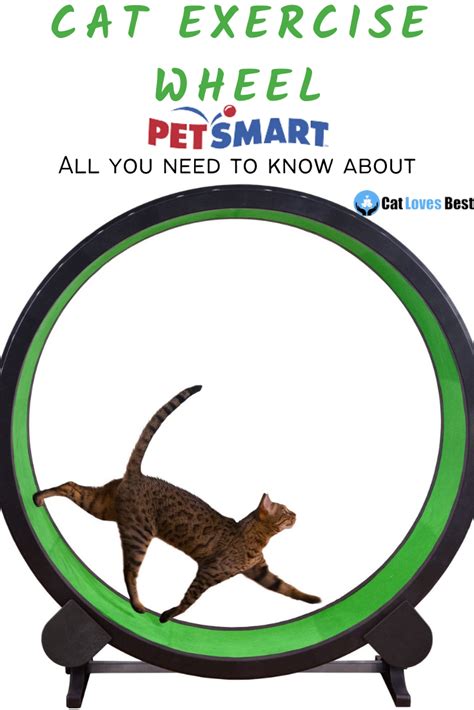 Petsmart Cat Wheel