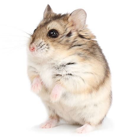 Petsmart Hamsters Cost