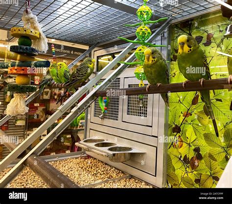 Parakeets at Petsmart by Evzoozer64 on deviantART