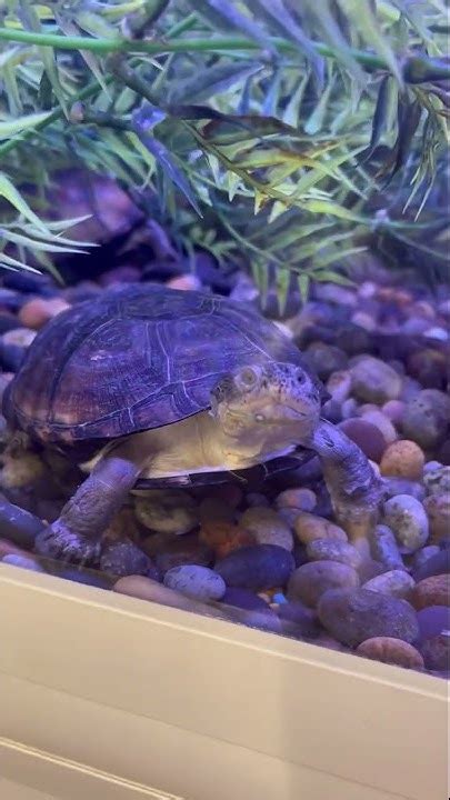 petsmart turtle price
