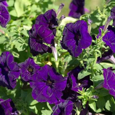 petunia seeds for sale uk