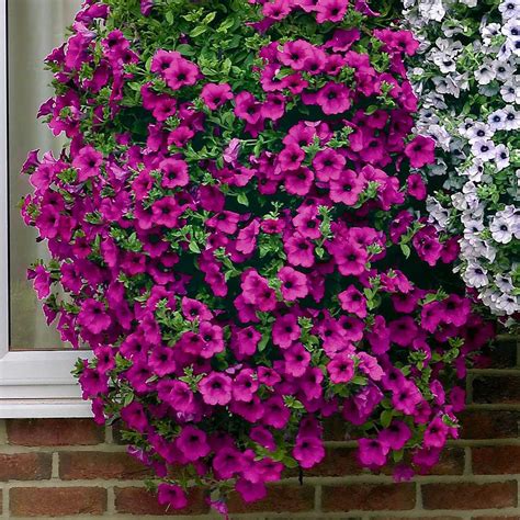 petunia surfinia purple