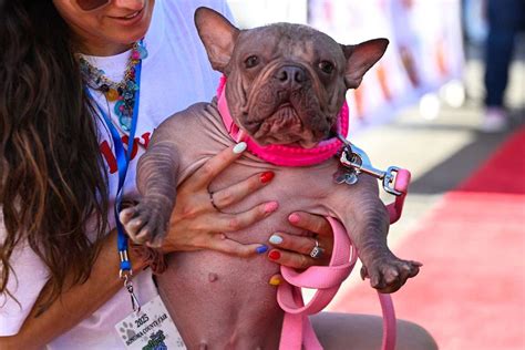 petunia ugliest dog