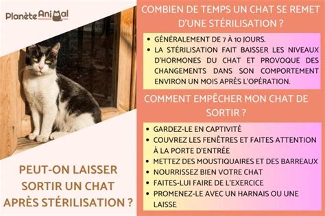 Stérilisation du chat assurance chat, trouver la mutuelle de votre chat