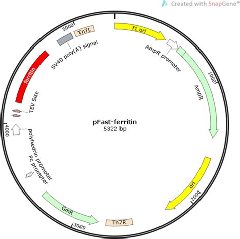 pfast