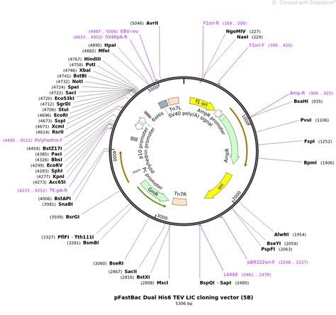 pfastbac dual addgene