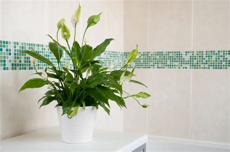 Pflanzen im Badezimmer Diese Sorten vertragen viel Feuchtigkeit