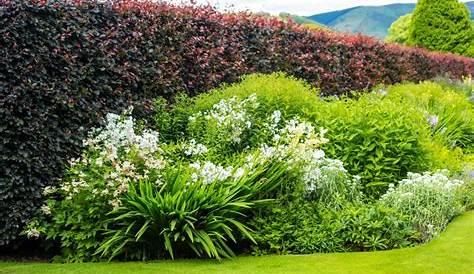 Pflanzen Fur Sichtschutz Garten Terrasse Bepflanzung Durchgehend Als