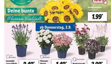 Pflanzen bestellen | Euroflorist Blumenversand