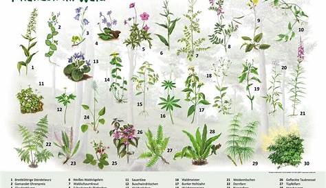 Pflanzenfamilien Blütenpflanzen zum Ausdrucken • Materialien