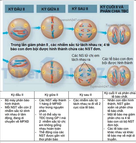 phân biệt quá trình nguyên phân và giảm phân