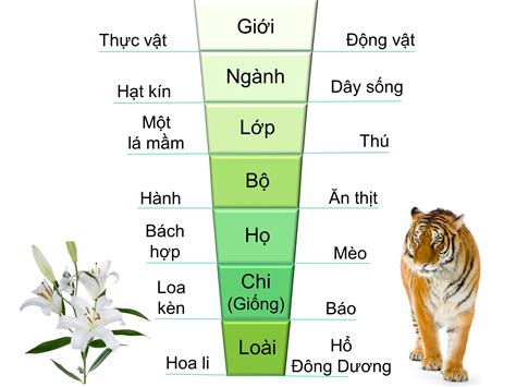 phân loại động vật