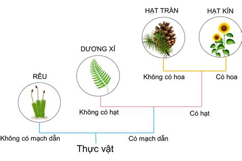 phân loại thực vật