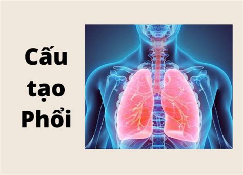 phổi thuộc hệ cơ quan nào