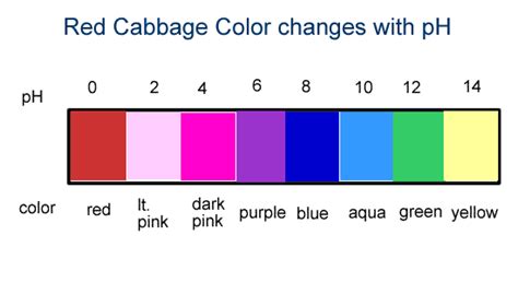 Ph Color Scale For Cabbage Juice