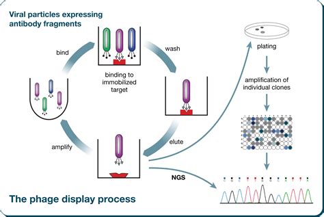 phage display