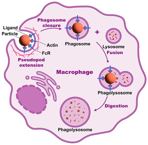 Phagocytosis