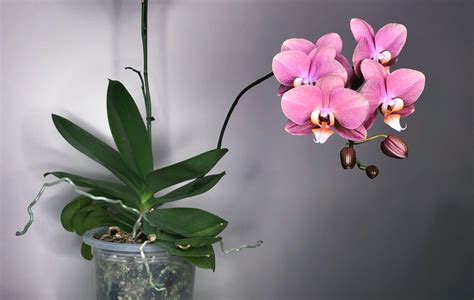 6 Phalaenopsis Orchids in Los Angeles, CA La Fleur by Tracy