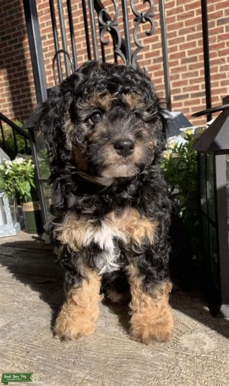 phantom miniature poodle