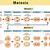 phases of meiosis bozeman science youtube