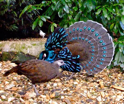5 Things pheasant vs peacock Beyond Beauty Unveiling Truths