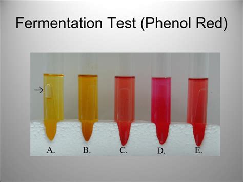 Phenol Red Test Purpose