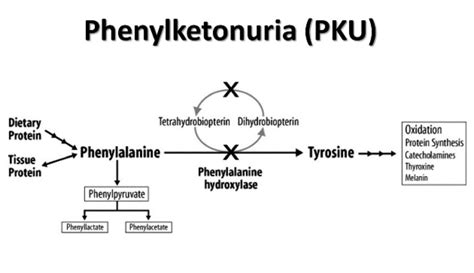 Phenylketonuria Is An Example Of Which Mutation
