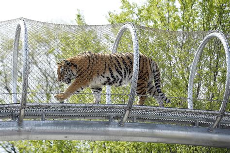 philadelphia zoo tiger walk