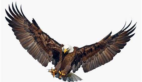 Download Flying Eagle Png Image Download HQ PNG Image | FreePNGImg