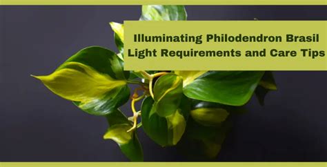 philodendron brasil light requirements
