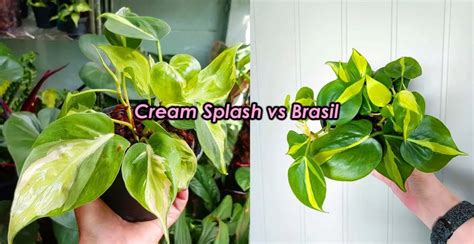 philodendron brasil vs cream splash